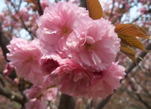 樱花种子怎么种，播种前必须催芽(不能直接播种)