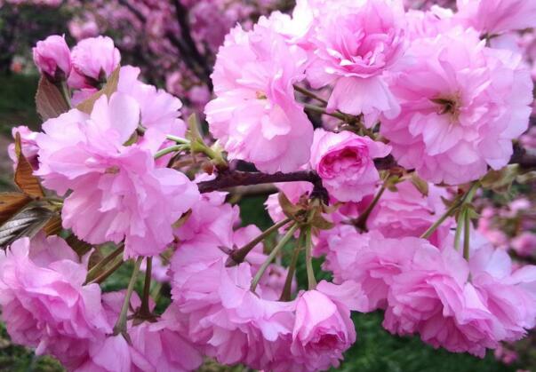 樱花种子怎么种，播种前必须催芽(不能直接播种)