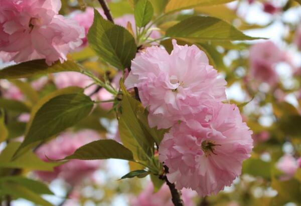 樱花怎么施肥，樱花树多久施肥一次(一年施肥两次)