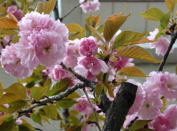 樱花怎么施肥，樱花树多久施肥一次(一年施肥两次)