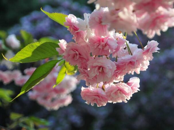 樱花怎么施肥，樱花树多久施肥一次(一年施肥两次)