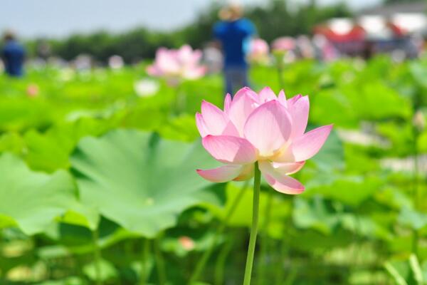 2018白洋淀荷花几月开花 河北白洋淀荷花节时间(七月底)