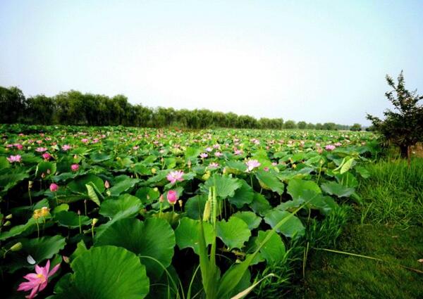 2018年金湖荷花节是什么时候 七八月是最佳出游时间