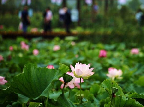 2018年金湖荷花节是什么时候 七八月是最佳出游时间