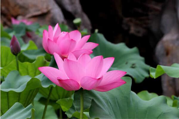 2018上海荷花节是什么时候 上海荷花节在哪里举办(六月底)