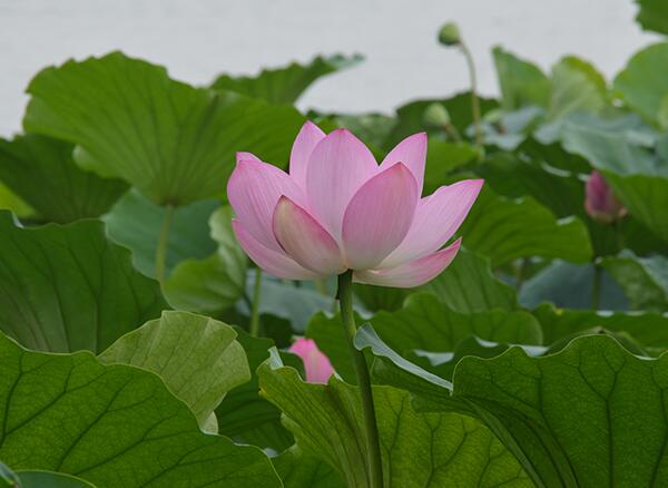 2018大明湖荷花什么时候开 济南大明湖荷花节时间(6月中旬荷花盛开)