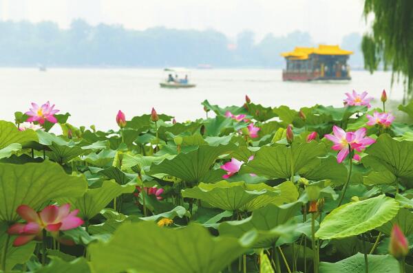 2018大明湖荷花什么时候开 济南大明湖荷花节时间(6月中旬荷花盛开)