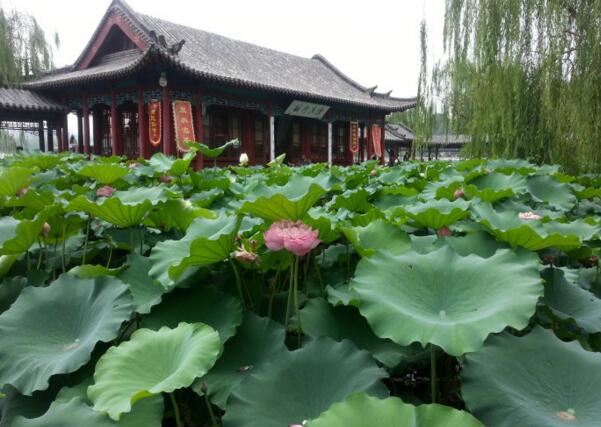 2018大明湖荷花什么时候开 济南大明湖荷花节时间(6月中旬荷花盛开)