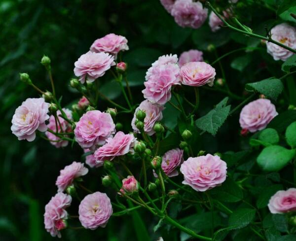 蔷薇花种子怎么种 ，蔷薇花种子怎样容易发芽(种子放冰箱冷藏)