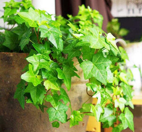 什么植物可以净化空气，这8种植物不仅能净化空气还很美