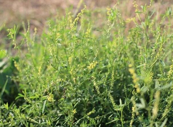 什么植物可以净化空气，这8种植物不仅能净化空气还很美