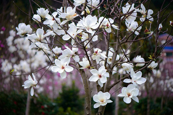 白兰花什么时候开花，怎样帮助白兰花开花(加肥很重要)