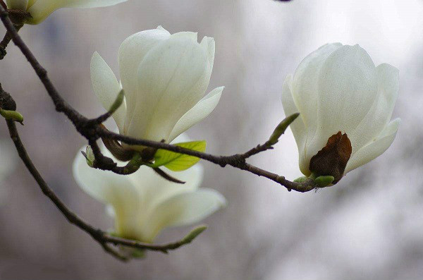 白兰花什么时候开花，怎样帮助白兰花开花(加肥很重要)