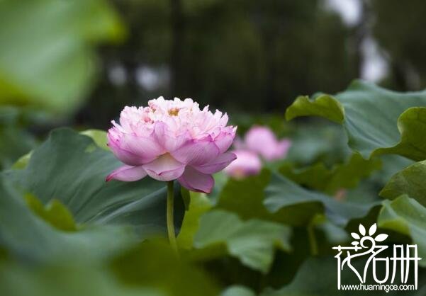 2018南京荷花节什么时候开 莫愁湖荷花开放时间(六月初)