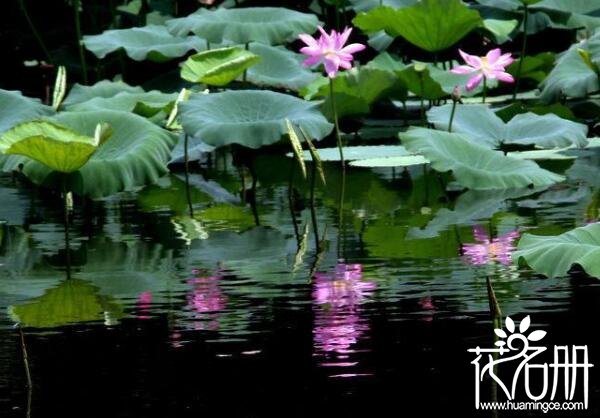 2018南京荷花节什么时候开 莫愁湖荷花开放时间(六月初)