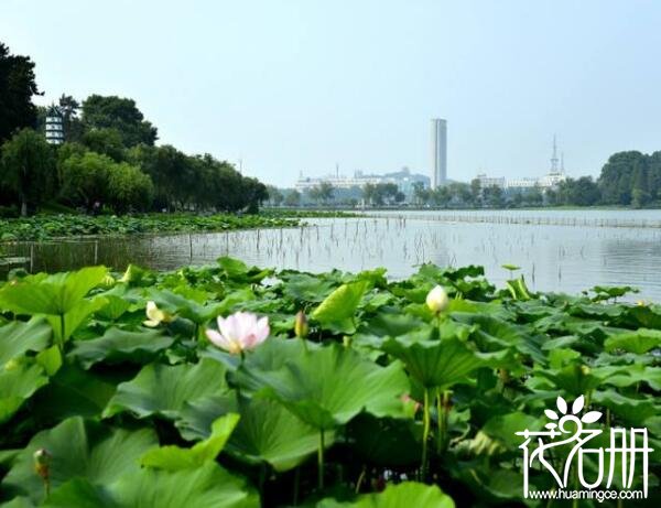 2018玄武湖荷花什么时候开 玄武湖荷花盛开至九月