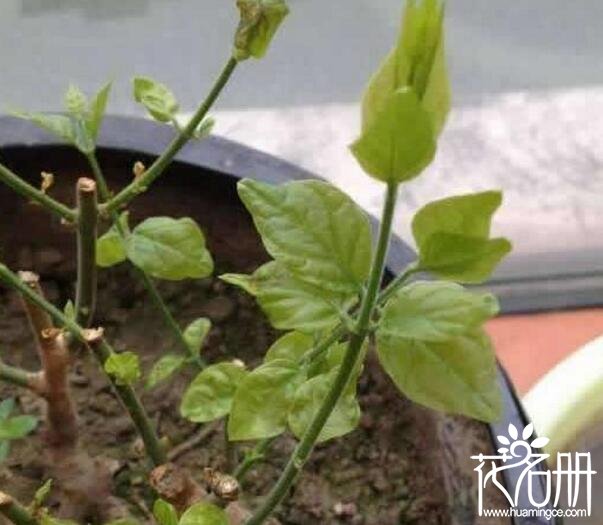 茉莉不开花是什么原因，为什么茉莉长叶不开花(光照和肥水不足)