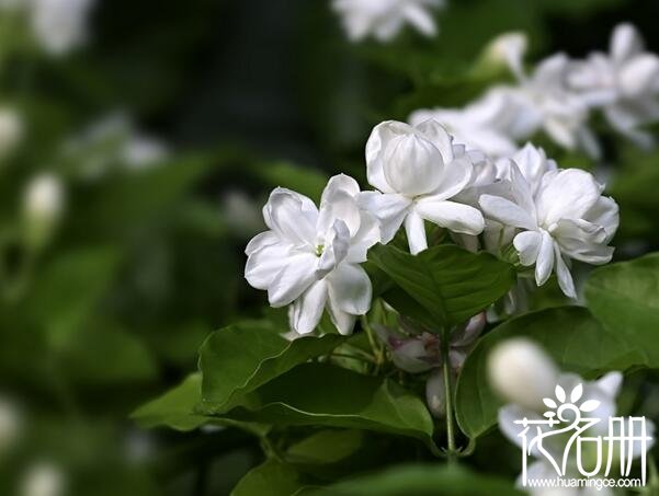 茉莉不开花是什么原因，为什么茉莉长叶不开花(光照和肥水不足)