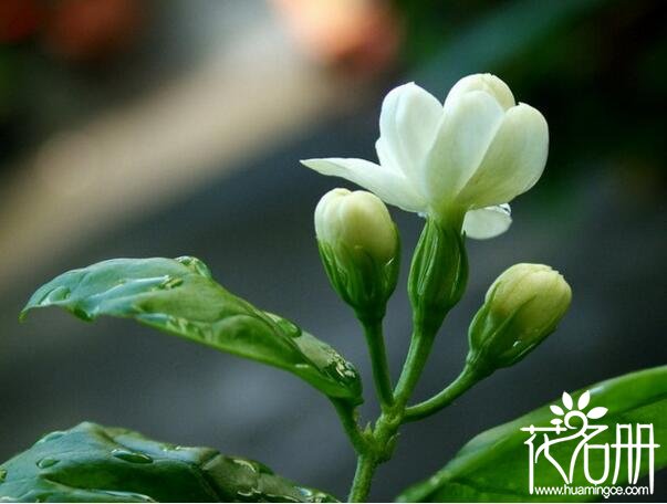 茉莉不开花是什么原因，为什么茉莉长叶不开花(光照和肥水不足)