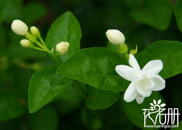 茉莉花怎么养，茉莉花的养殖方法和注意事项(防涝防寒)