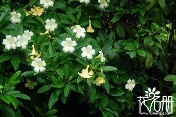 非洲茉莉什么时候开花，非洲茉莉开花时间5-8月(春夏是盛花期)