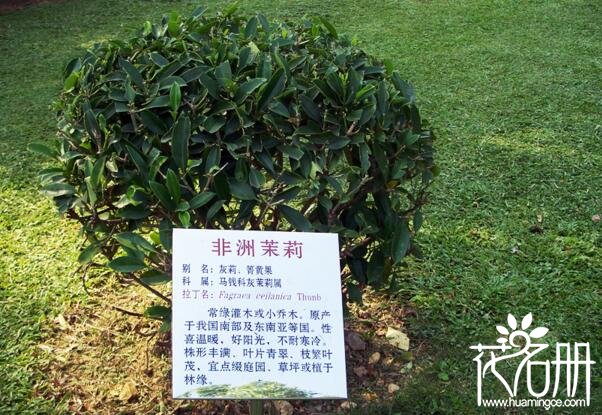 非洲茉莉有毒吗，非洲茉莉可以室内养吗(无毒可在室内养)