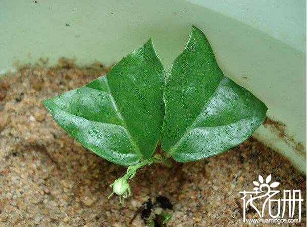 非洲茉莉怎么繁殖，非洲茉莉的繁殖方法和注意事项(4种繁殖方法)