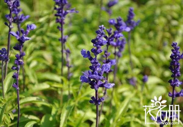 薰衣草种子怎么种 薰衣草种子种植方法