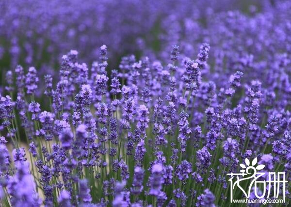 薰衣草种子怎么种 薰衣草种子种植方法