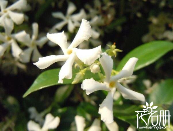 风车茉莉什么时候开花，风车茉莉开花时间5-11月(花期长达半年)