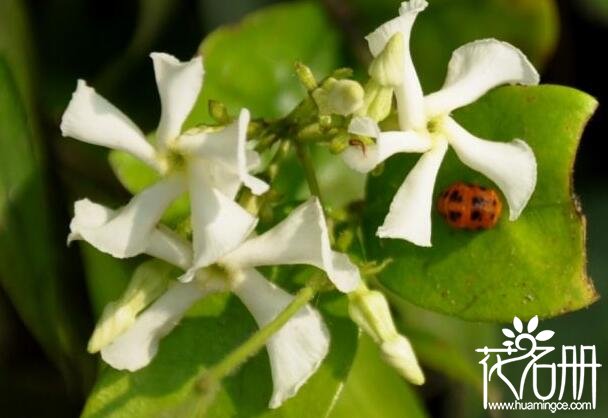 风车茉莉有毒吗，风车茉莉能放在室内吗(无毒)