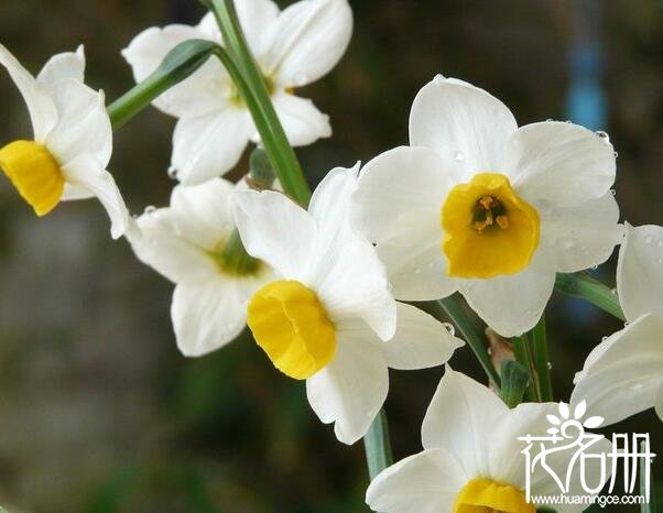 水仙花开完花后怎么处理，将球茎埋入土里日常养护即可