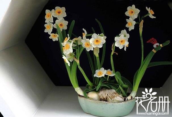 水仙花有毒吗，水仙花可以放室内吗(有毒但可以放室内)