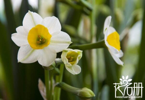 水仙花一年开几次花，水仙花为什么不开花(光照温度影响正常花期)