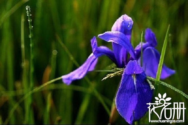 什么花的花语是对不起，黄郁金香/紫风信子/黄玫瑰（歉意之花）