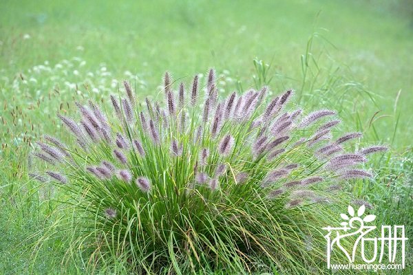 什么花的花语是暗恋，向日葵/狗尾巴草/蓝色妖姬（爱你在心口难开）