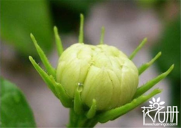 虎头茉莉什么时候开花 养虎头茉莉用什么土(6-8月份)