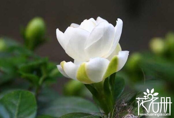 栀子花怎么换盆，栀子花换盆注意事项(换盆季节很重要)