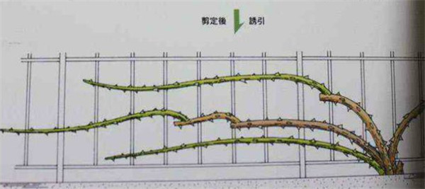 爬藤月季怎么搭架子 爬藤月季怎么牵引