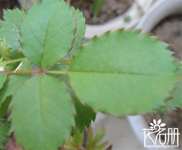 藤本月季跟蔷薇的区别 花型叶片都不同（很好辨认）