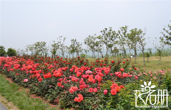 丰花月季什么时候开花 丰花月季花期长达5个月(5-11月)