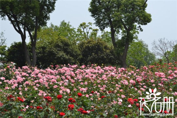 丰花月季什么时候开花 丰花月季花期长达5个月(5-11月)