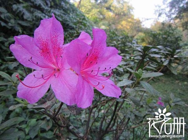 毛杜鹃几月开花，毛杜鹃什么时候开花（4-5月）