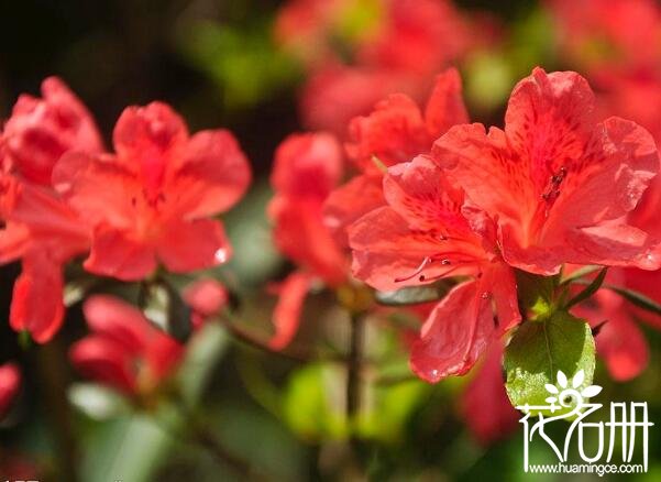 杜鹃花什么时候开，杜鹃花的花期4-5月(不同地区花期有所差别)