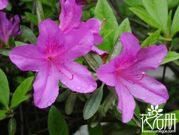 杜鹃花什么时候开，杜鹃花的花期4-5月(不同地区花期有所差别)