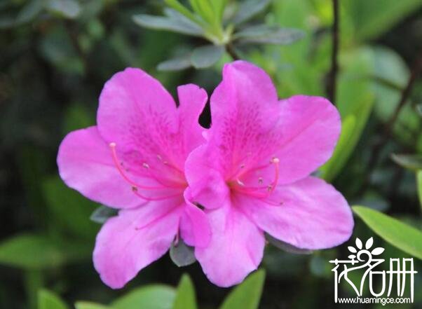 杜鹃花花朵枯萎怎么办，杜鹃花枯萎了怎么救活