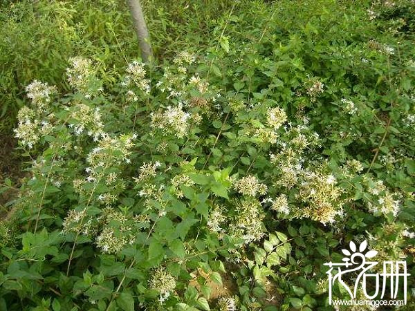 七月开什么花，七月开的花有哪些（七月荷花香）