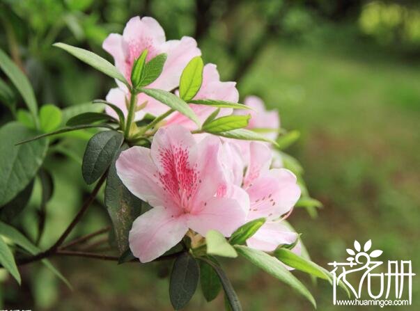 杜鹃花的特点有哪些，杜鹃花的作用是什么(净化空气)