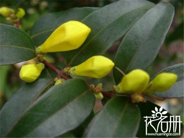 法国香水茉莉几月开花 花期长达半年（10月至翌年4月份）