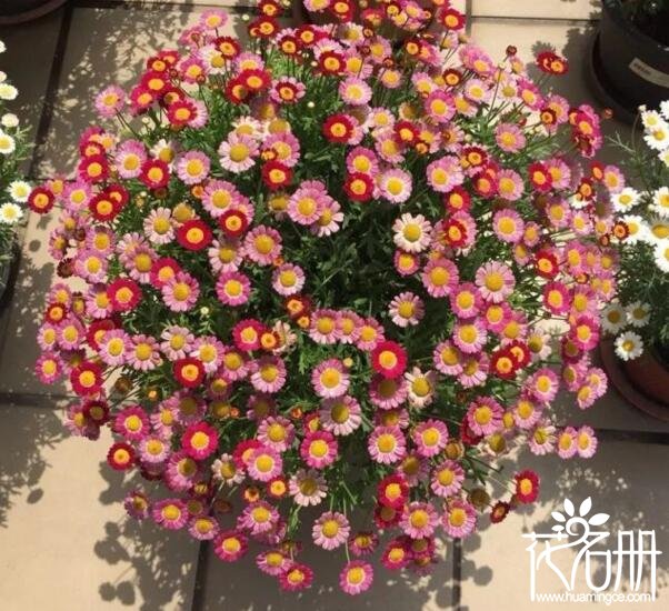 玛格丽特花有哪些品种，玛格丽特花哪个品种好(附品种图)